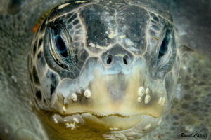Close encounter by Raoul Caprez 